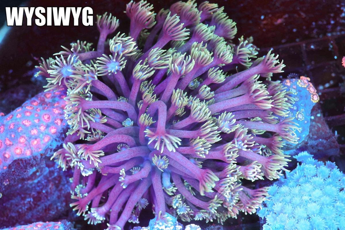 Teal And Purple Goniopora Colony #689 – WYSIWYG