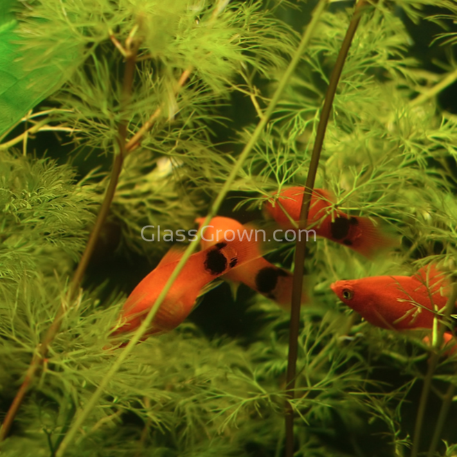 Mickey Mouse Platy 6 Pack