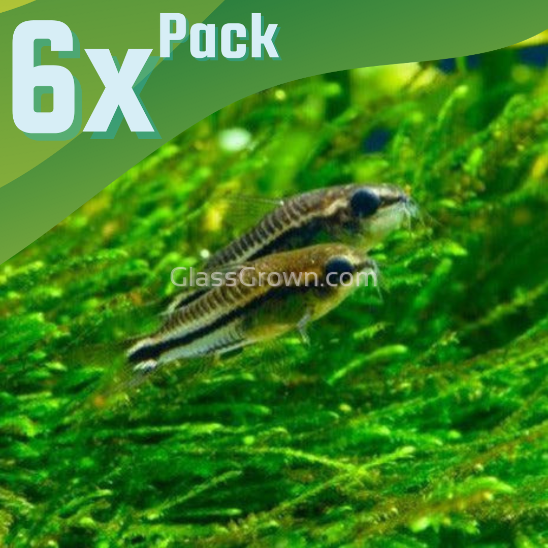 Pygmy Corydoras 6 Pack