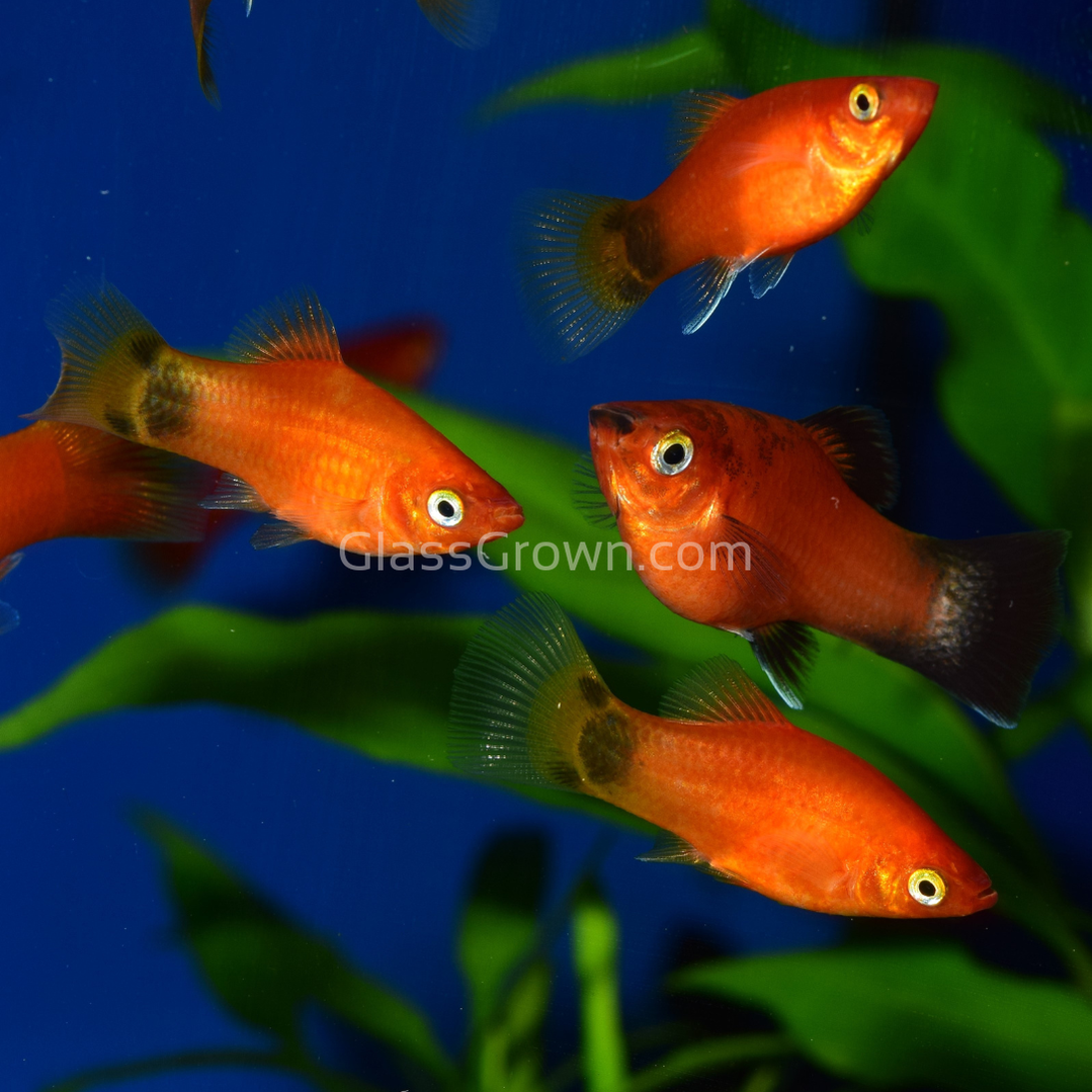 Mickey Mouse Platy 6 Pack