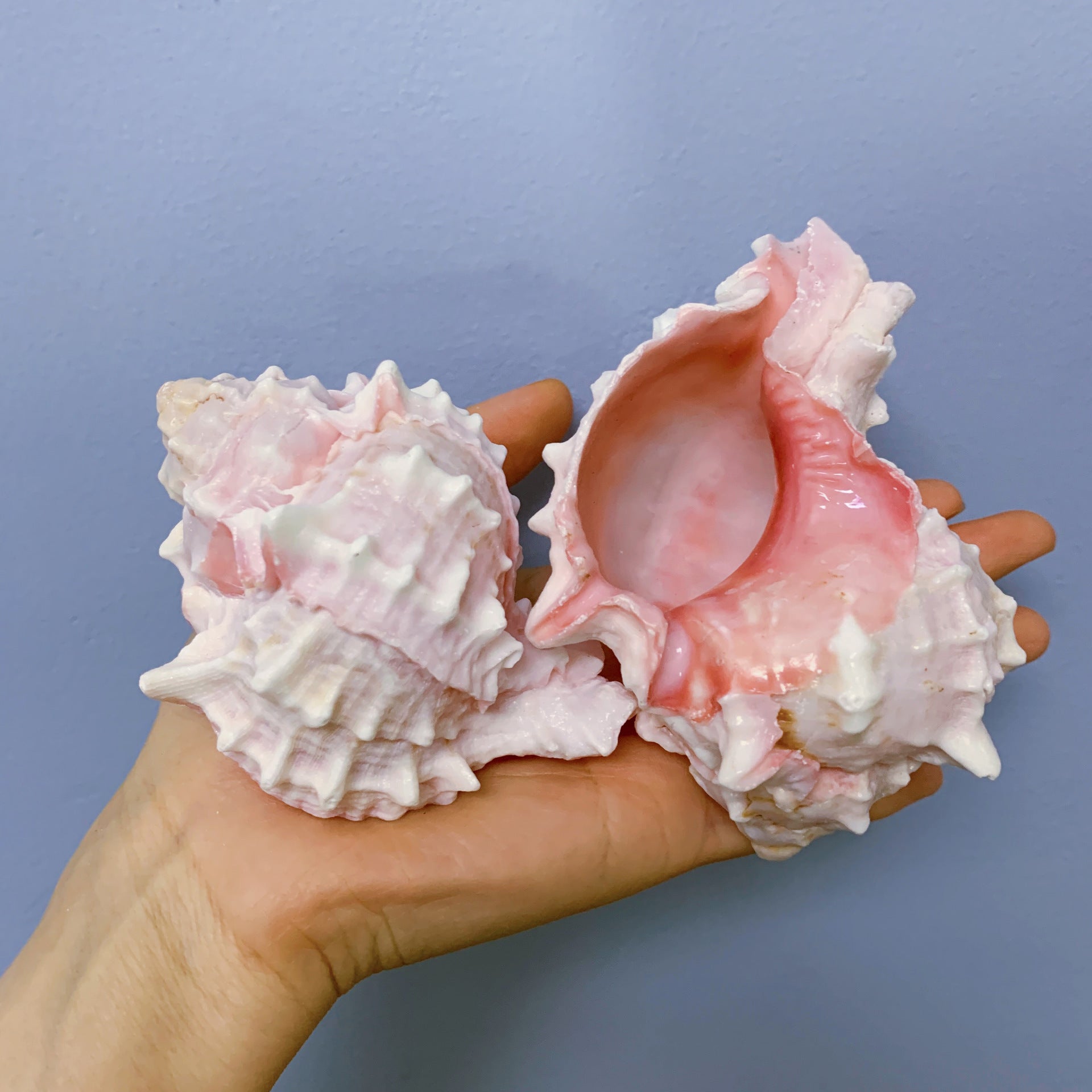 Red Rock Natural Conch Shell Aquarium Decor & Hermit Crab Shells