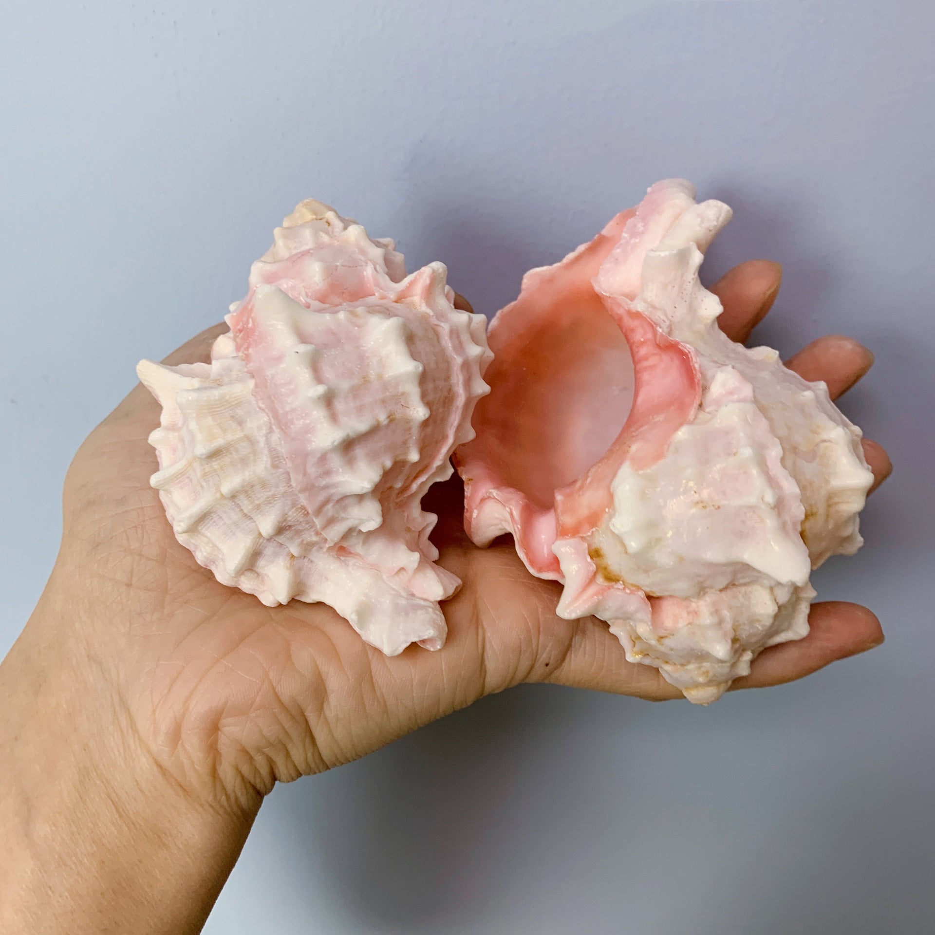 Red Rock Natural Conch Shell Aquarium Decor & Hermit Crab Shells