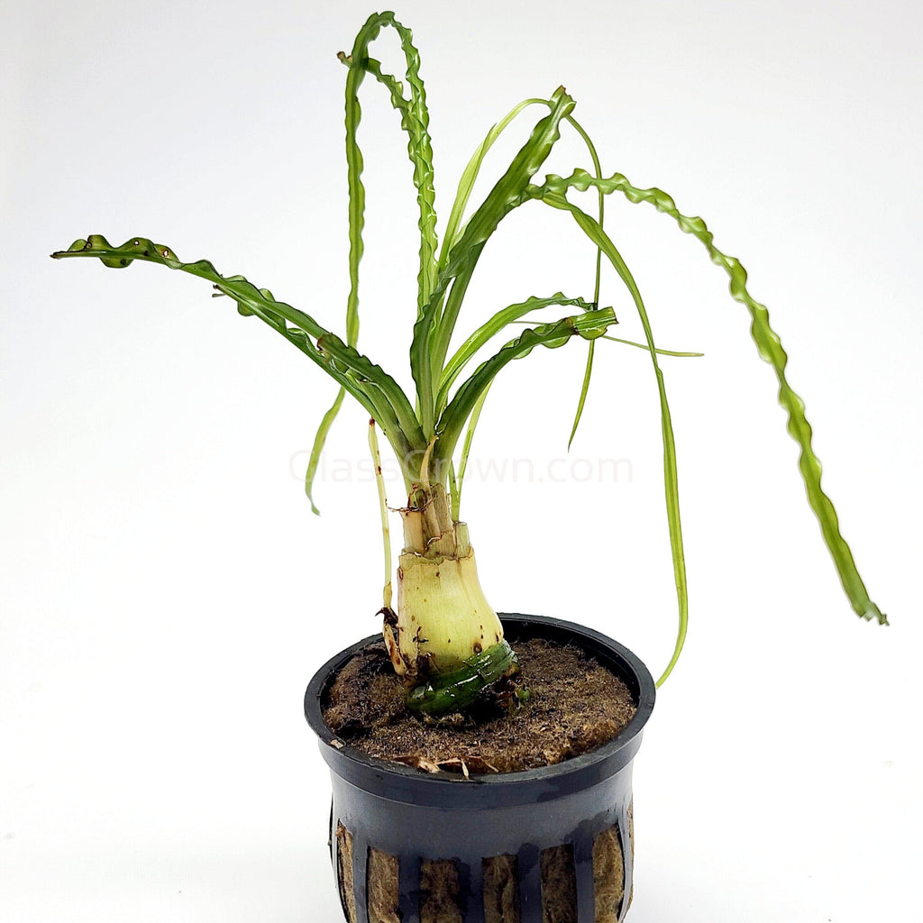 Potted Crinum Calamistratum