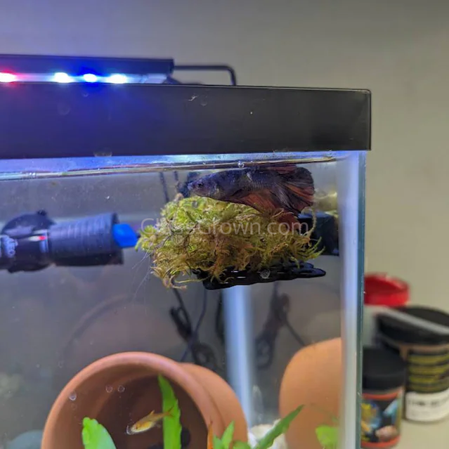 Christmas Moss 2oz Portion