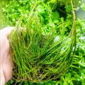 Dwarf Hairgrass (Eleocharis parvula)