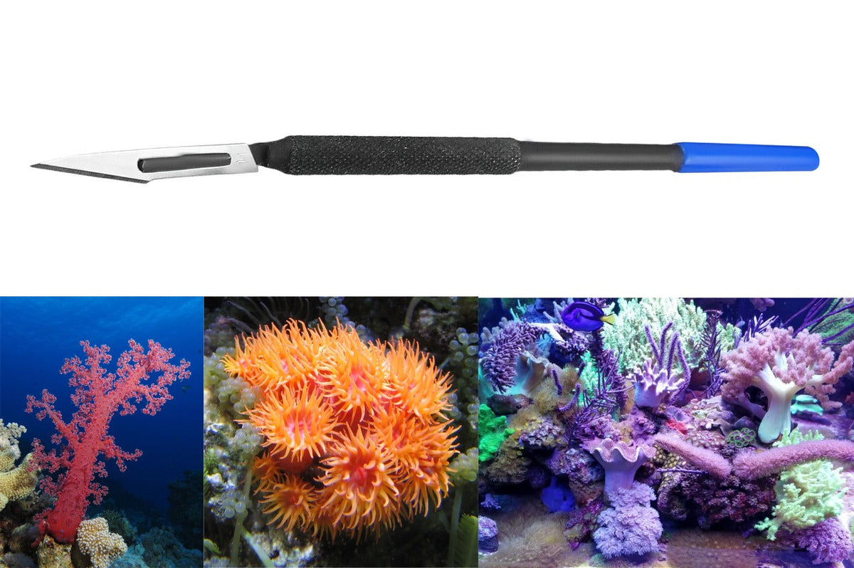 Soft Coral Knife 6"