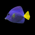Purple Tang (Zebrasoma xanthurum)