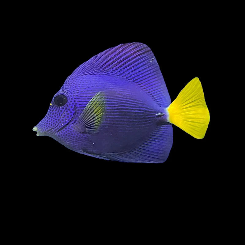 Purple Tang (Zebrasoma xanthurum)