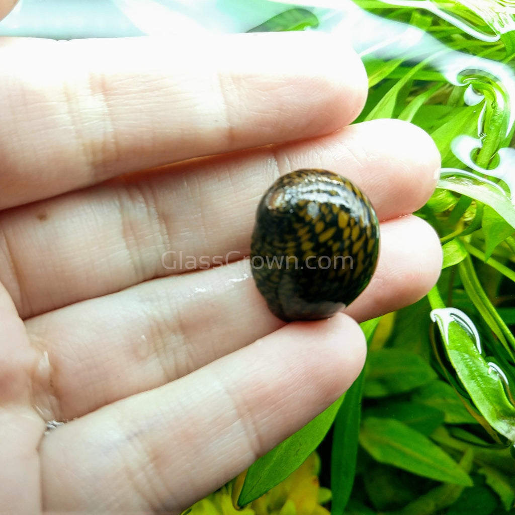 5x Assorted Nerite Snails