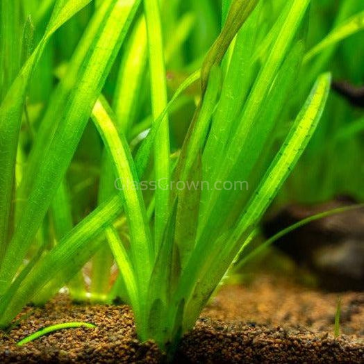 Mopane Congo Driftwood  3 Pack
