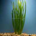 Mopane Congo Driftwood  3 Pack