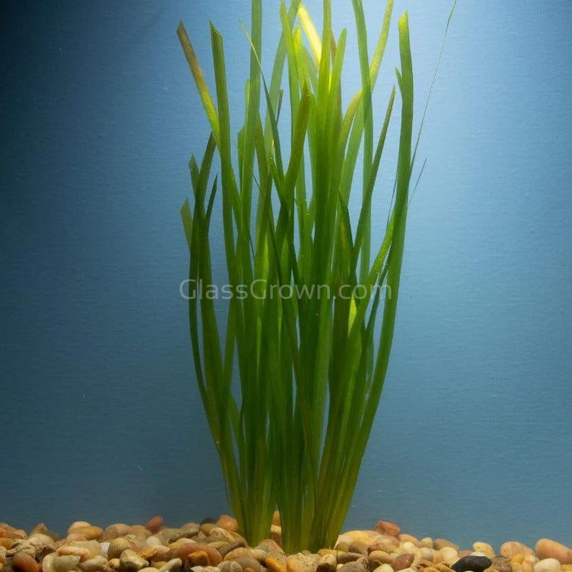 Mopane Congo Driftwood  3 Pack