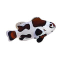 ORA Captive-Bred Mocha Storm Ocellaris Clownfish (Amphiprion ocellaris)
