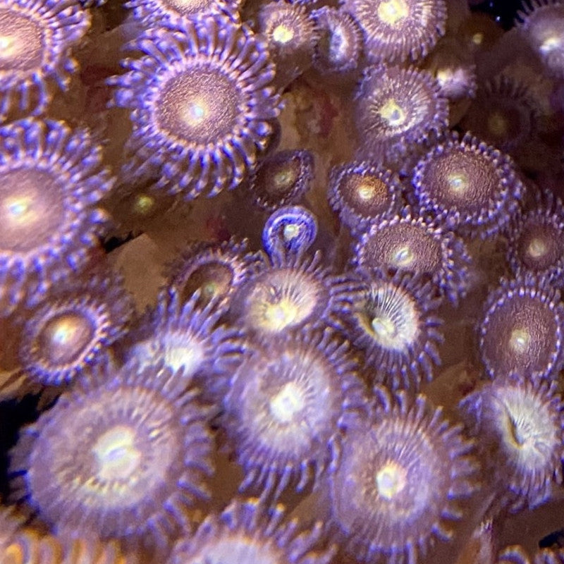 Mohawk Zoanthid Coral – Small – Live Zoanthids