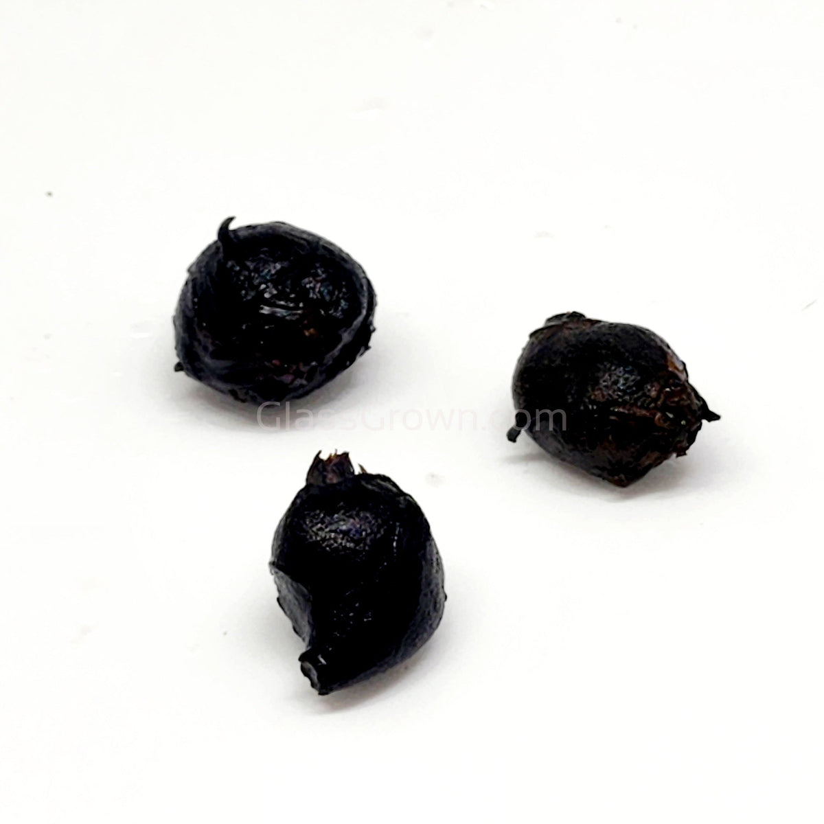 Red Tiger Lotus Bulb