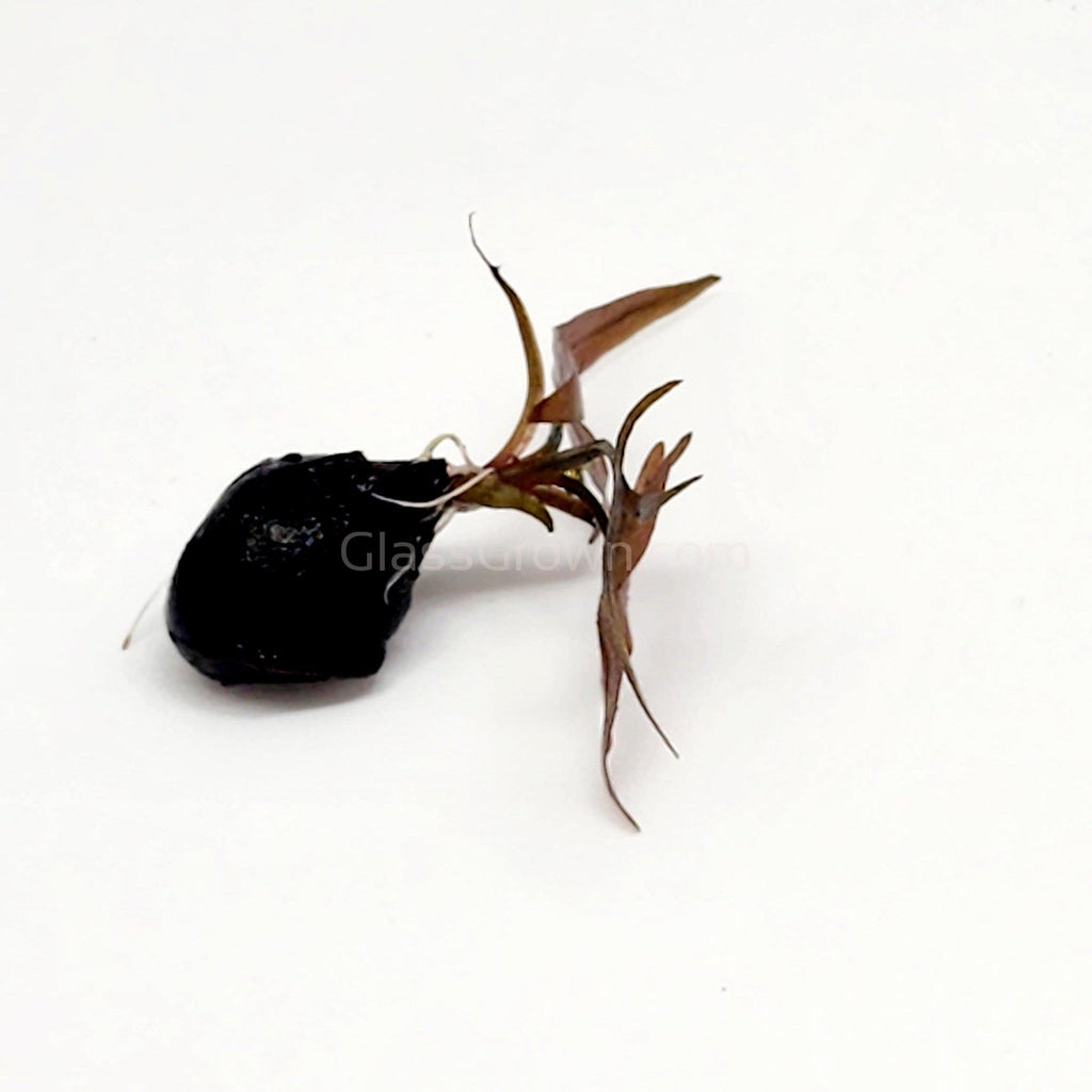 Red Tiger Lotus Bulb