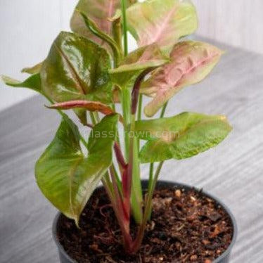 Neon Pink Arrowhead Plant Bare-root