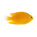 ORA Captive-Bred Lemon Damselfish (Pomacentrus moluccensis)