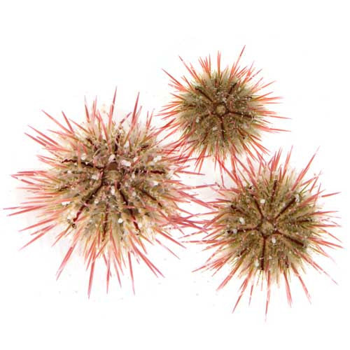 ORA Aquacultured Variegated Urchin (Lytechinus variegatus)