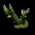 ORA Purple Jade Bonsai Acropora – Aquacultured