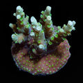 ORA Aussie Orchid Berry Acropora Coral – Aquacultured