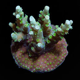 ORA Aussie Orchid Berry Acropora Coral – Aquacultured