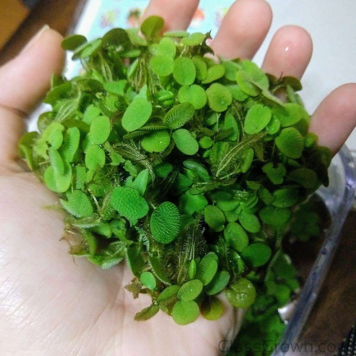 Mixed Floating Aquarium Plants 4oz Cup - Live Freshwater Floaters for Betta Shrimp Fry Safe