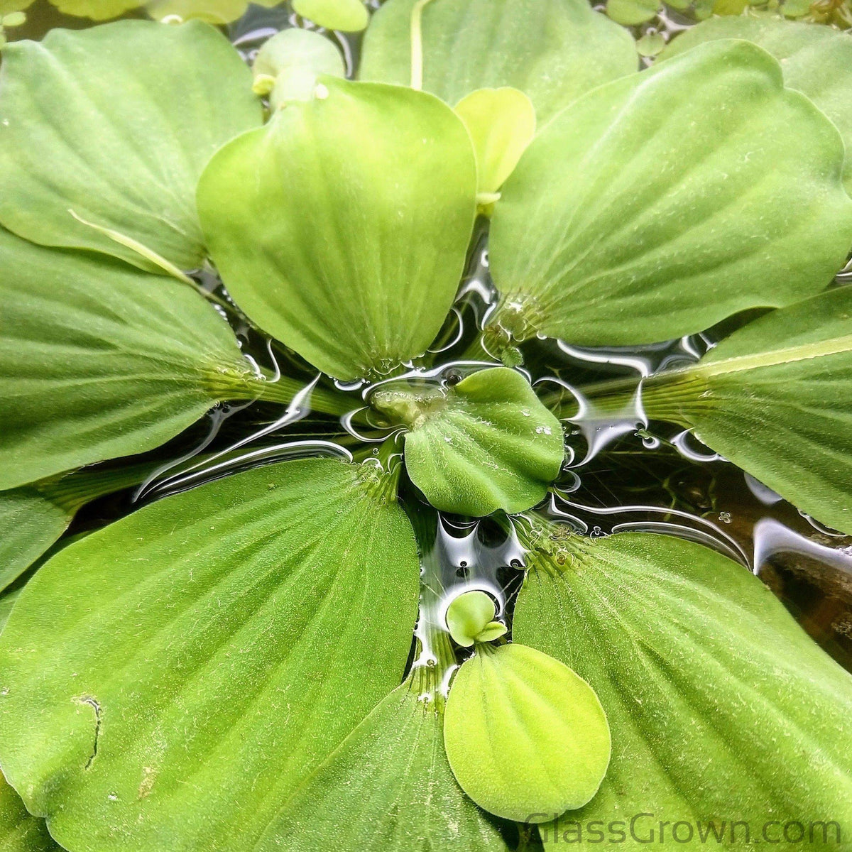 Mixed Floating Aquarium Plants 4oz Cup - Live Freshwater Floaters for Betta Shrimp Fry Safe