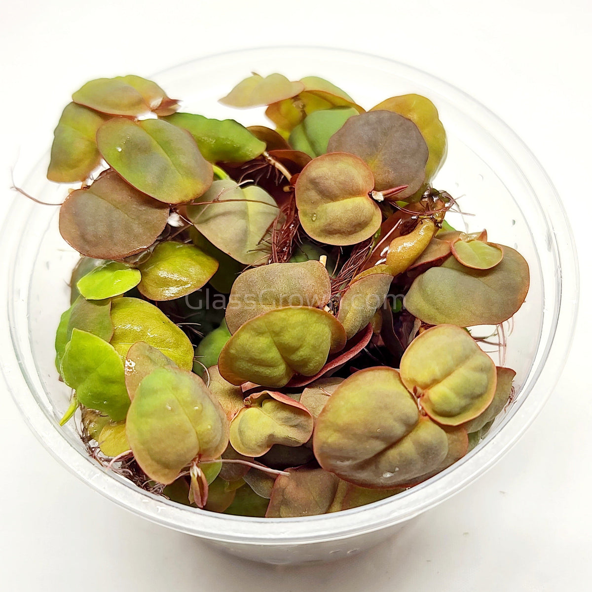 Red Root Floaters 4 oz portion