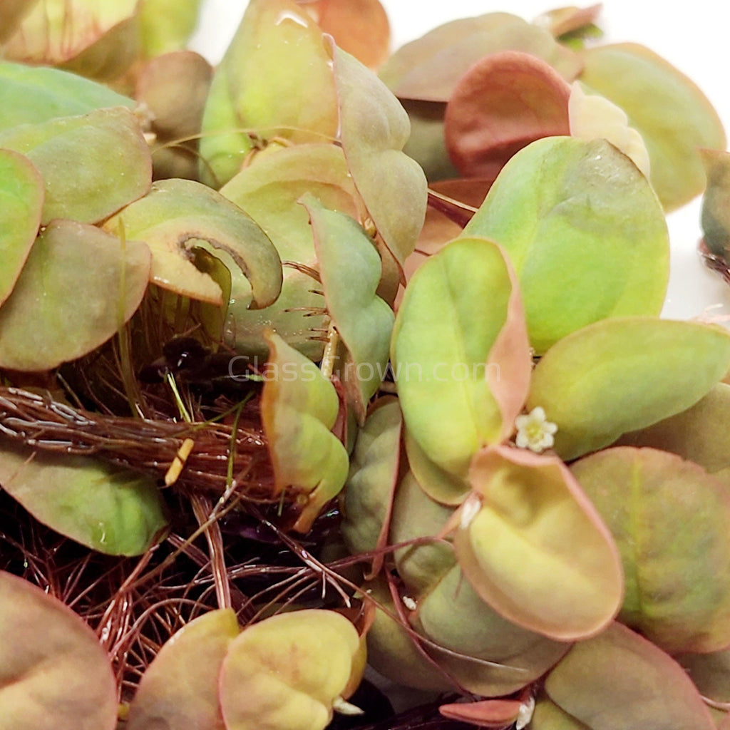 Red Root Floaters 4 oz portion