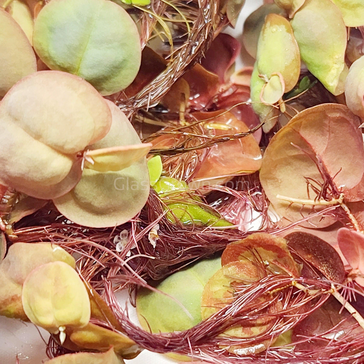 Red Root Floaters 4 oz portion