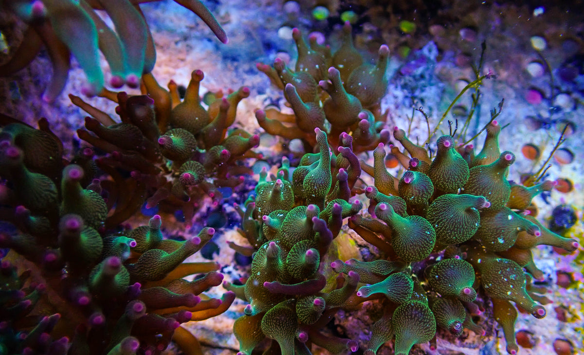 ECC Nexus Burst Joker Bubble Tip Anemone