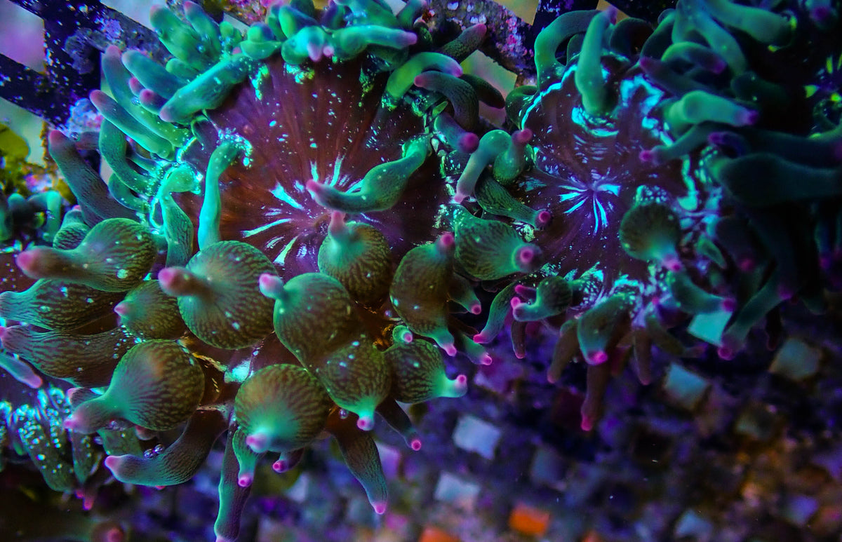 ECC Nexus Burst Joker Bubble Tip Anemone
