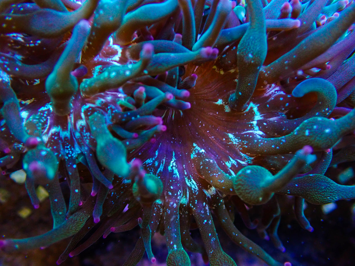 ECC Nexus Burst Joker Bubble Tip Anemone
