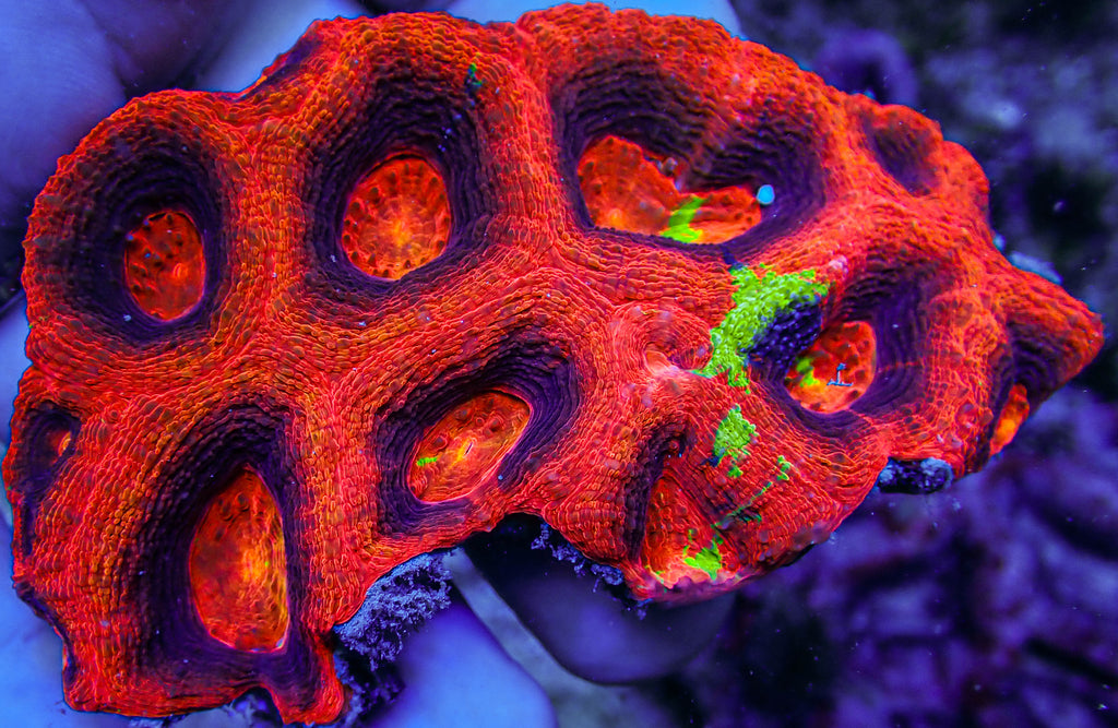 ARC Master Acan Bowerbanki Colony