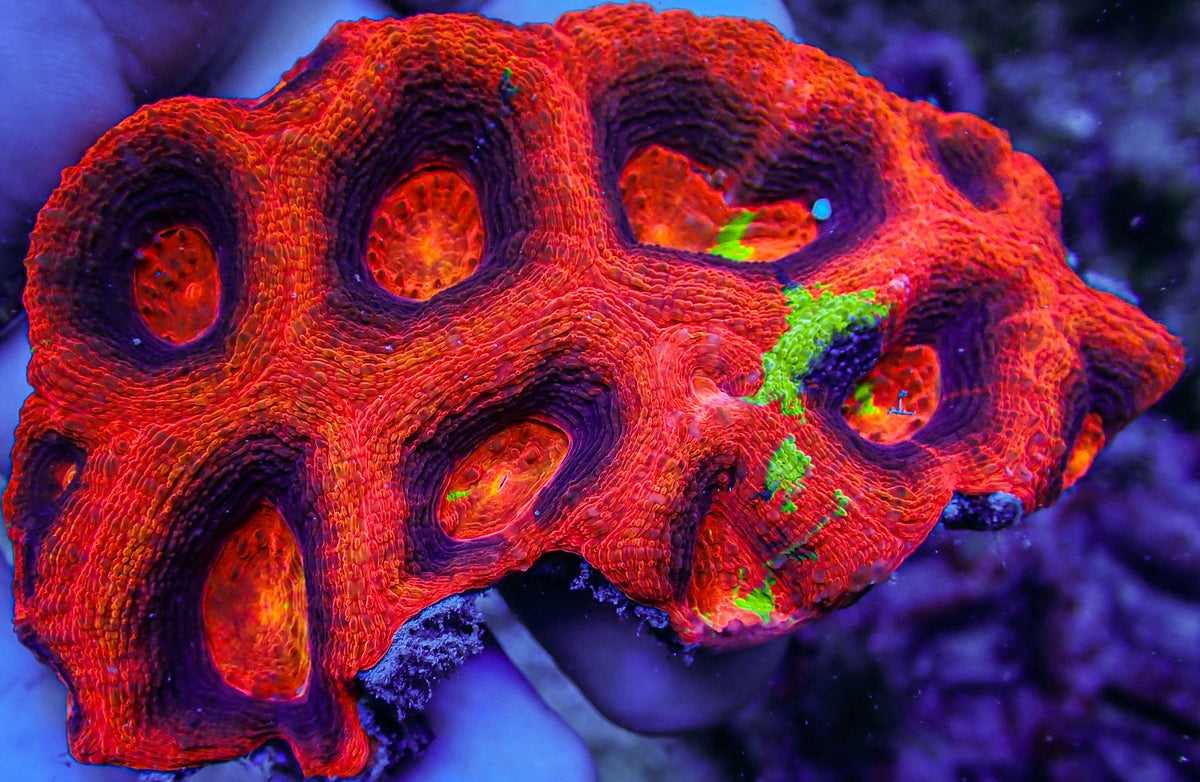 ARC Master Acan Bowerbanki Colony
