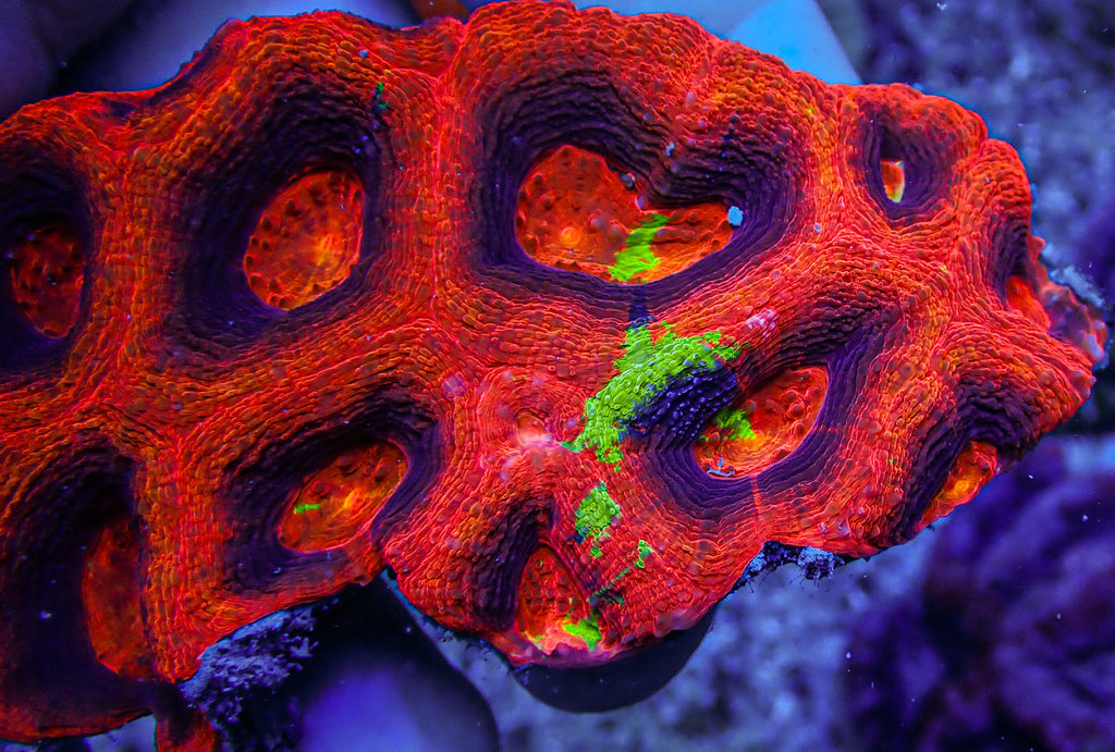 ARC Master Acan Bowerbanki Colony