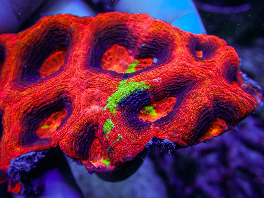 ARC Master Acan Bowerbanki Colony