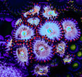 White Zombie Zoas