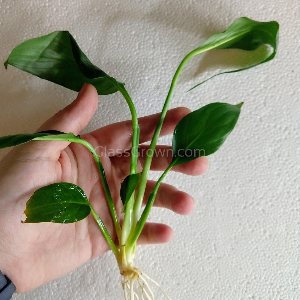 Peace Lily