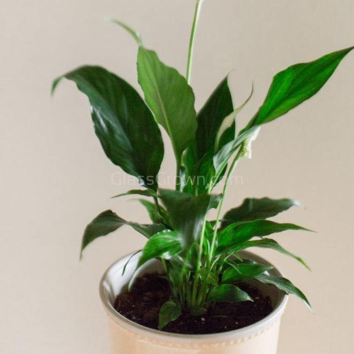 Peace Lily