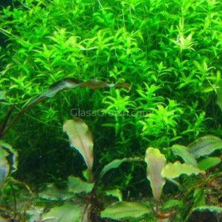 Pearlweed Portion