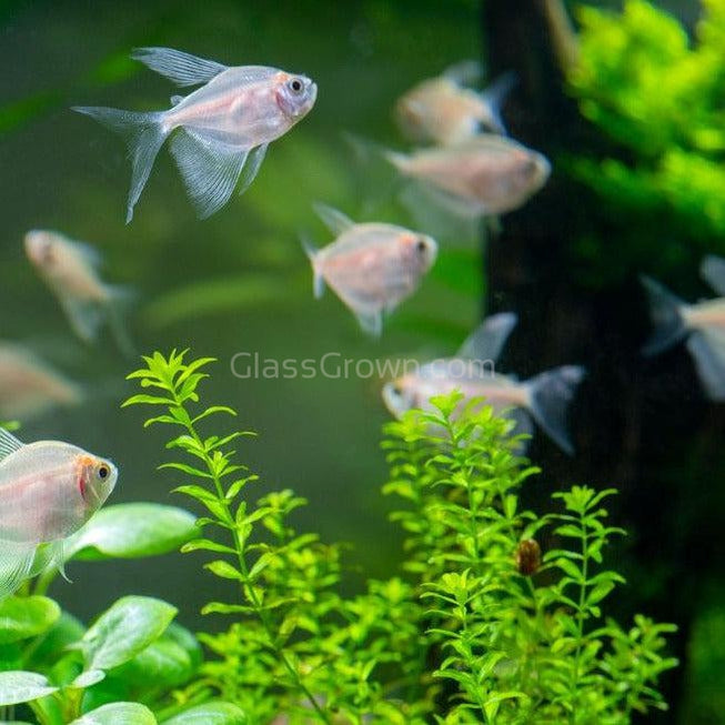 Pearlweed Portion