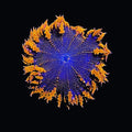 Large Orange Rock Flower Anemone – 3–5" – Live Saltwater Anemone