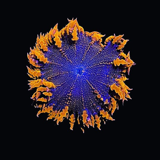 Large Orange Rock Flower Anemone – 3–5" – Live Saltwater Anemone