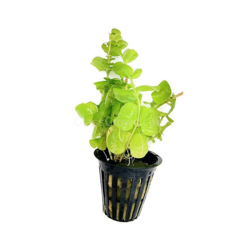 Potted Golden lloydiella Golden Jenny