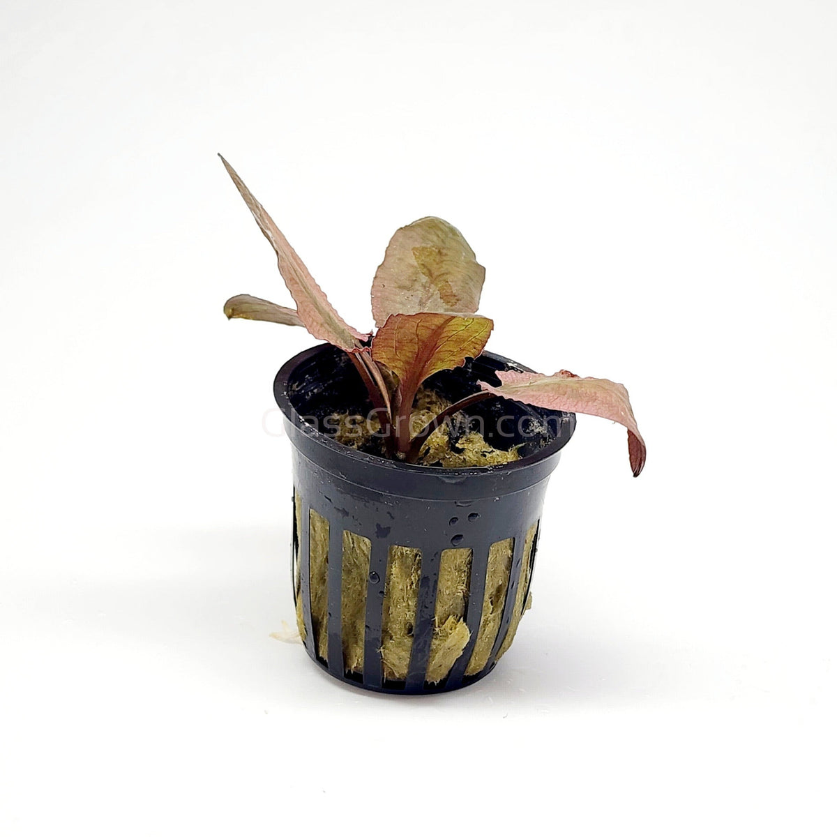 Potted Cryptocoryne Wendtii Flamingo