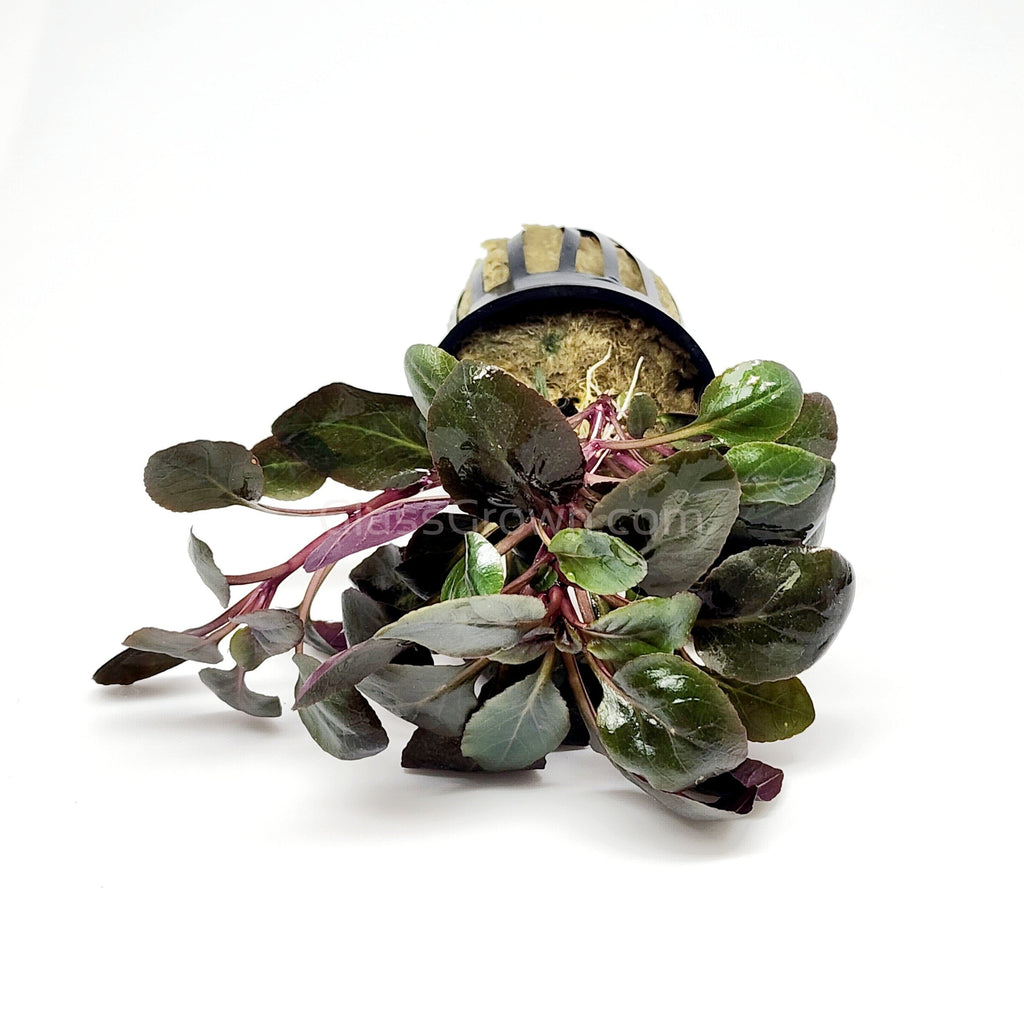 Potted Cardinal Plant – Infinity and Beyond Aquatics