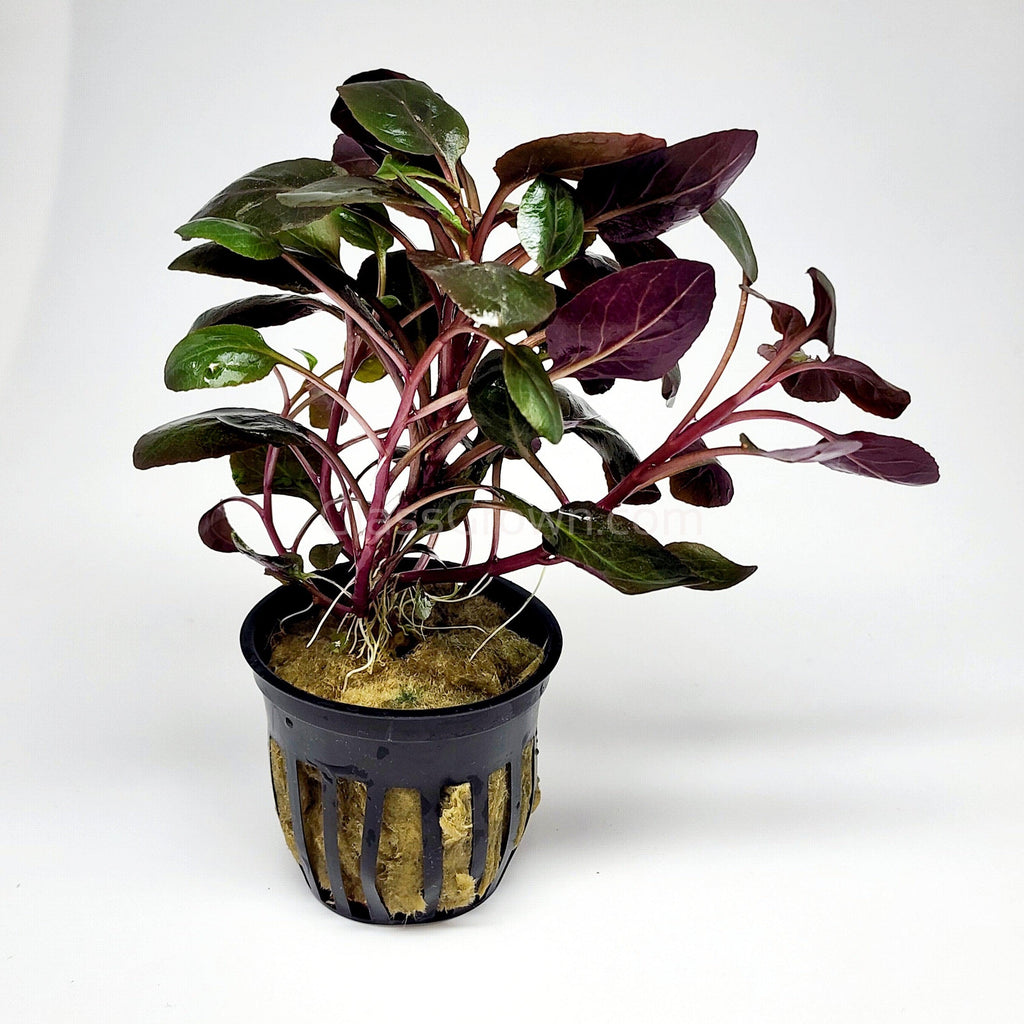 Potted Cardinal Plant – Infinity and Beyond Aquatics