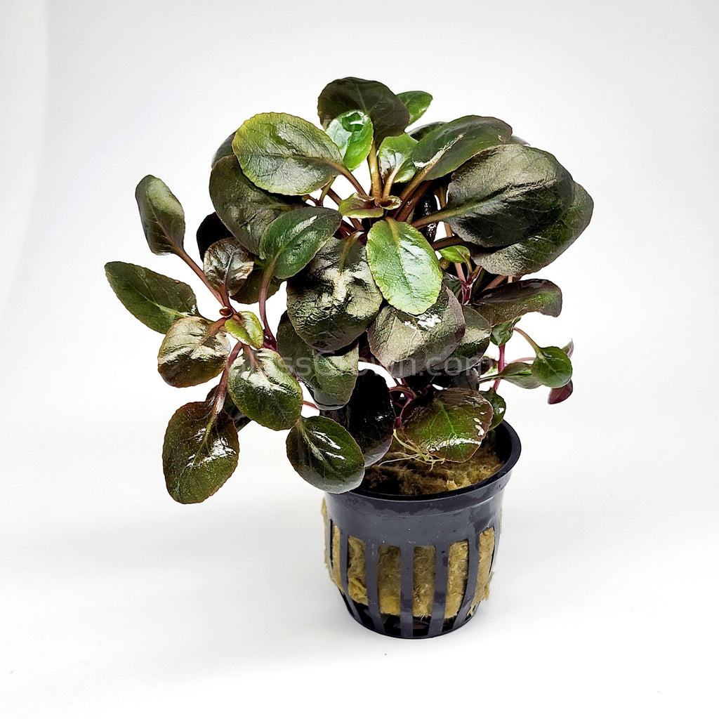 Potted Cardinal Plant – Infinity and Beyond Aquatics